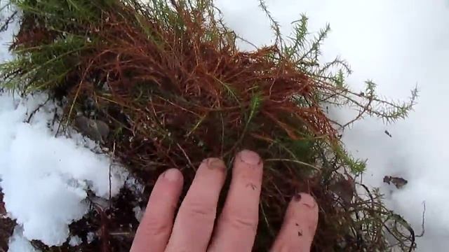Красный мох - хороший межвенцовый утеплитель для деревянных срубов смотреть онлайн