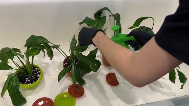 Спатифиллумы. Обработка, нижний полив, каким должен быть горшок и грунт. смотреть онлайн