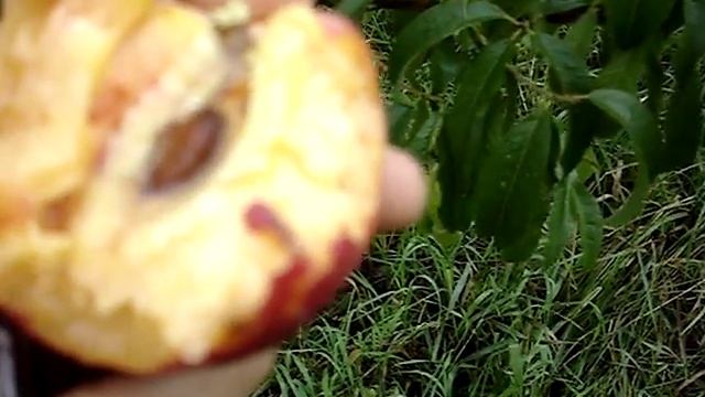 Сорт персика Санрайс смотреть онлайн