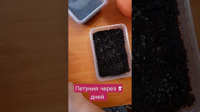 #РукоделиеотГалины Петуния через 5 дней всходы