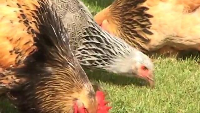 Дачные советы 22.09.16. Ухаживаем за породистыми курицами: Брама и Кахентин смотреть онлайн