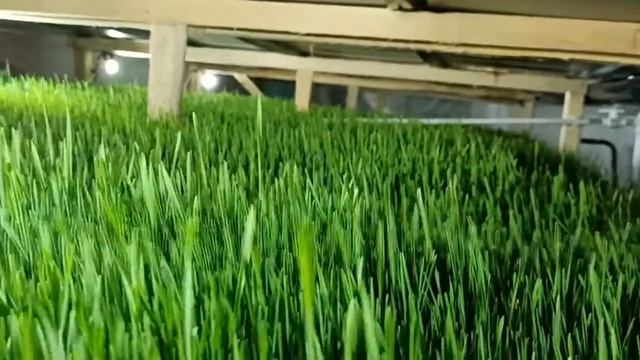 Установка для выращивания гидропонного зеленого корма. смотреть онлайн