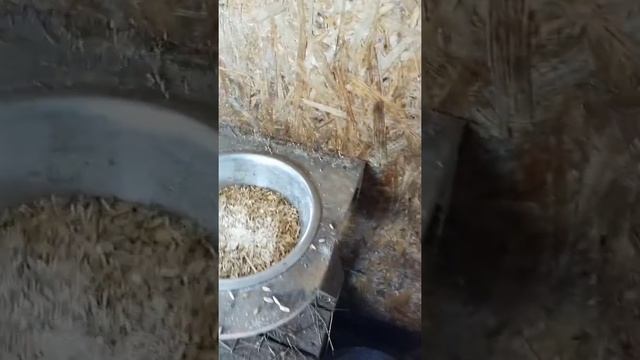 Кормим дойных коз правильно! смотреть онлайн