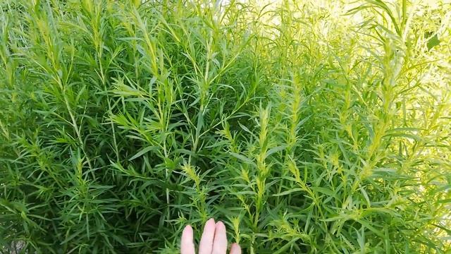 Пряные и лечебные травы (растения) в моем саду смотреть онлайн