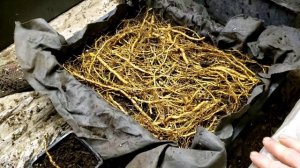 Ежевика Небеса Могут Подождать.Способы размножения.