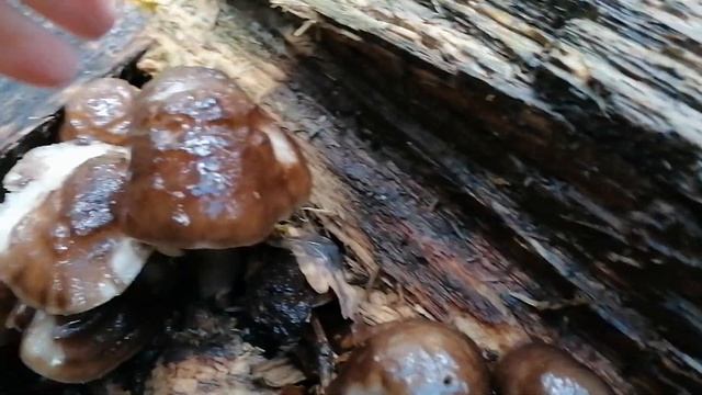 Красивые грибы поганки под дождём. осень 2022. смотреть онлайн