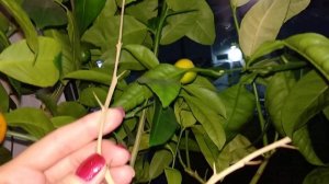 Пришла зима, цитрусы листопадят и отсушивают ветки, что делать?