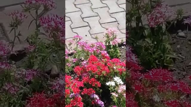 Колибри в России смотреть онлайн