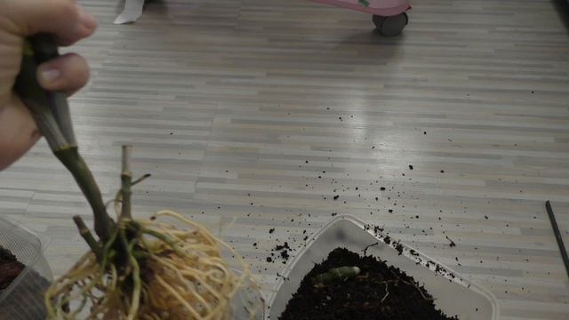 Пересадка моего Дендробиум нобиле! смотреть онлайн