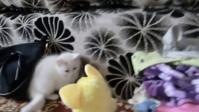 Игрушка повторюшка и моя кошка! смотреть онлайн