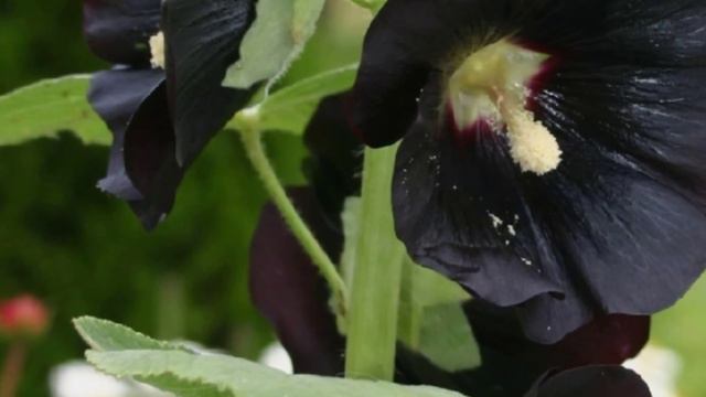 Rare and unique black flowers смотреть онлайн