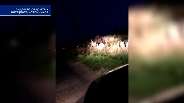 Молодой медведь вышел в город. В итоге охотники застрелили животное смотреть онлайн