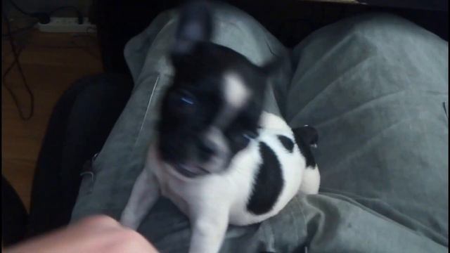 Полуторамесячный щенок француза играет на коленях - 2. смотреть онлайн