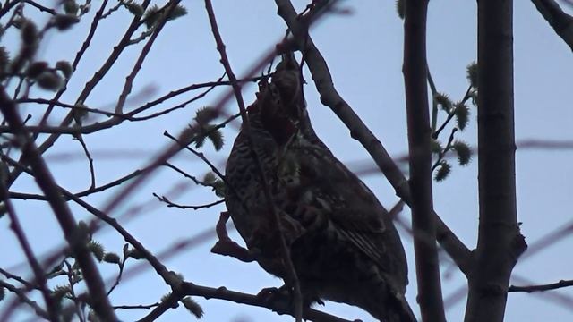 Знакомство с рябчиком