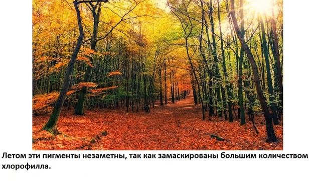 Почему листья осенью желтеют? смотреть онлайн