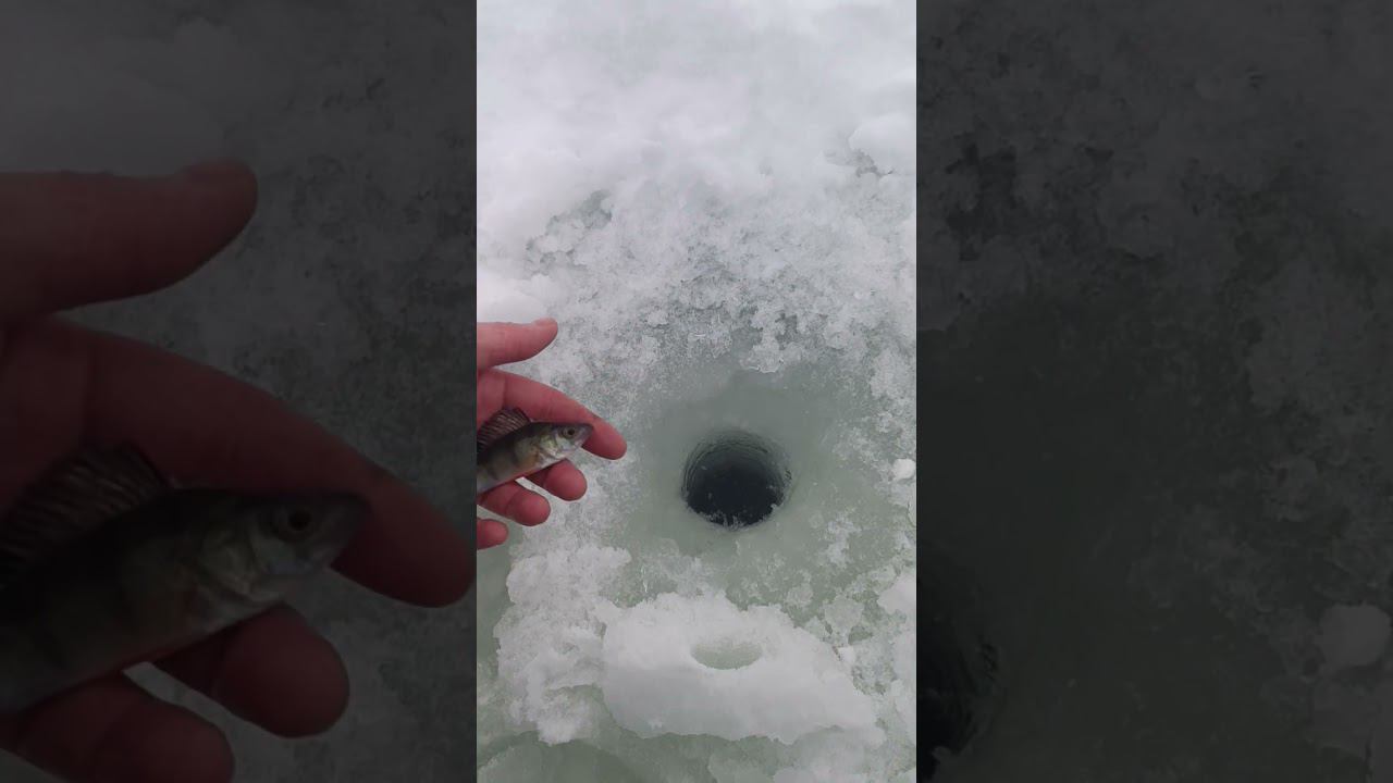 Зачем мы ездим на рыбалку #рыбалка #fishing #shortvideo #природа #fishingvideo смотреть онлайн