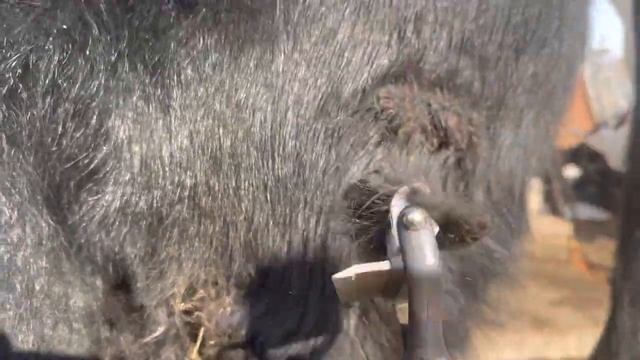 Как почистить корову смотреть онлайн