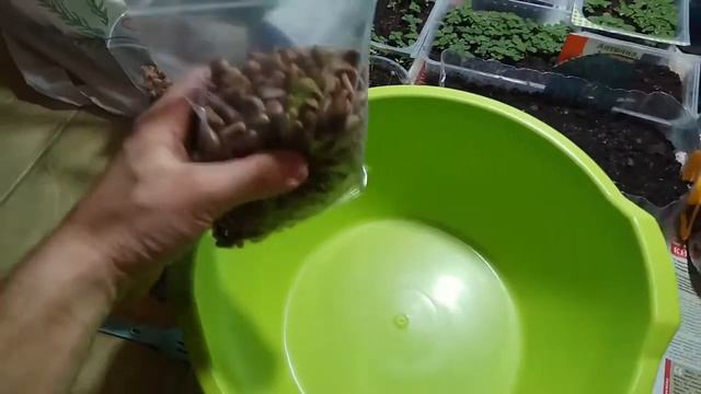 Пробуждение Кедра Корейского, в Украине!