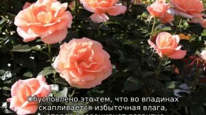 Роза Рене Госсини