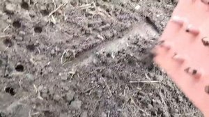 ПОСЕВ РЕДИСА  В ТЕПЛИЦУ.  Маркер для посева редиса .