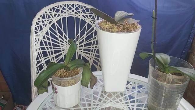 Спасти ОРХИДЕЮ ЛЕГКО просто полей Этими ДЕШЕВЫми таблетками, ВЫРАСТУТ новые ЗДОРОВЫЕ КОРНИ смотреть онлайн