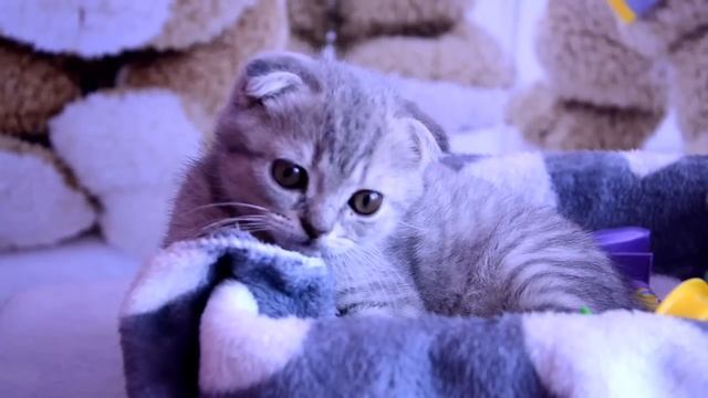 (✿◠‿◠) ❤ Котенок Гав шотландка 2 месяца цвет вискас смотреть онлайн