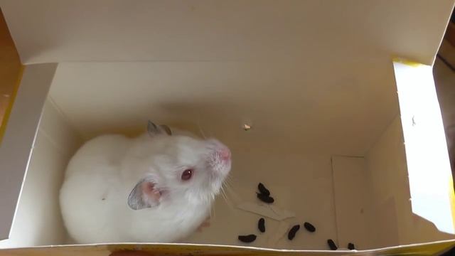 Попугаи сидят на яйцах и Сирийский хомяк альбинос смотреть онлайн