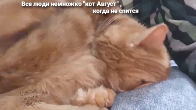 когда не спиться; кот Август ))