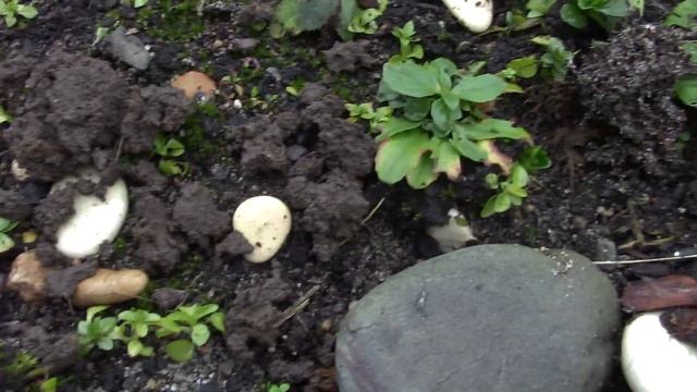 Середина октября.Цветут розы,гортензии,княжики .Немного о семенах.... смотреть онлайн