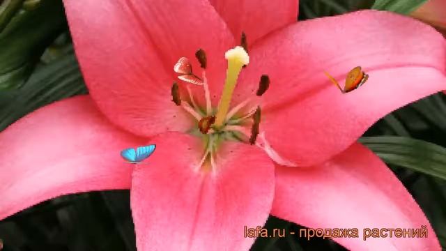 Лилия ла-гибрид Манадо (lilium la-hybrids manado) ? Манадо обзор: как сажать, луковицы лилии Манадо смотреть онлайн