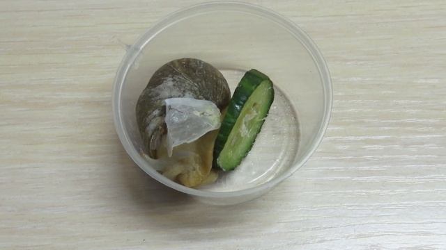 УЛИТКА 2 месяца без КОРМА и ВОДЫ ..... смотреть онлайн