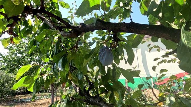 Principalele cauze care duc la putrazirea fructelor pe pomii fructiferi - Combatere смотреть онлайн