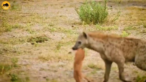 35 Breathtaking Moments Python Swallows Its Prey | Animal Fight