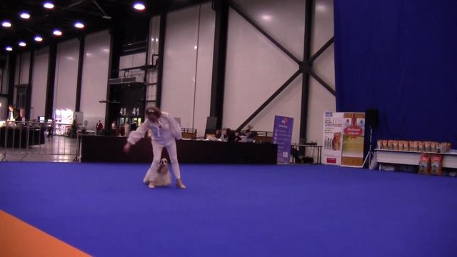 Открытый-Фристайл - Беляева Ирина  и Ам. Кокер спаниель Bogestvennaya Skazka Vanilla Icecream