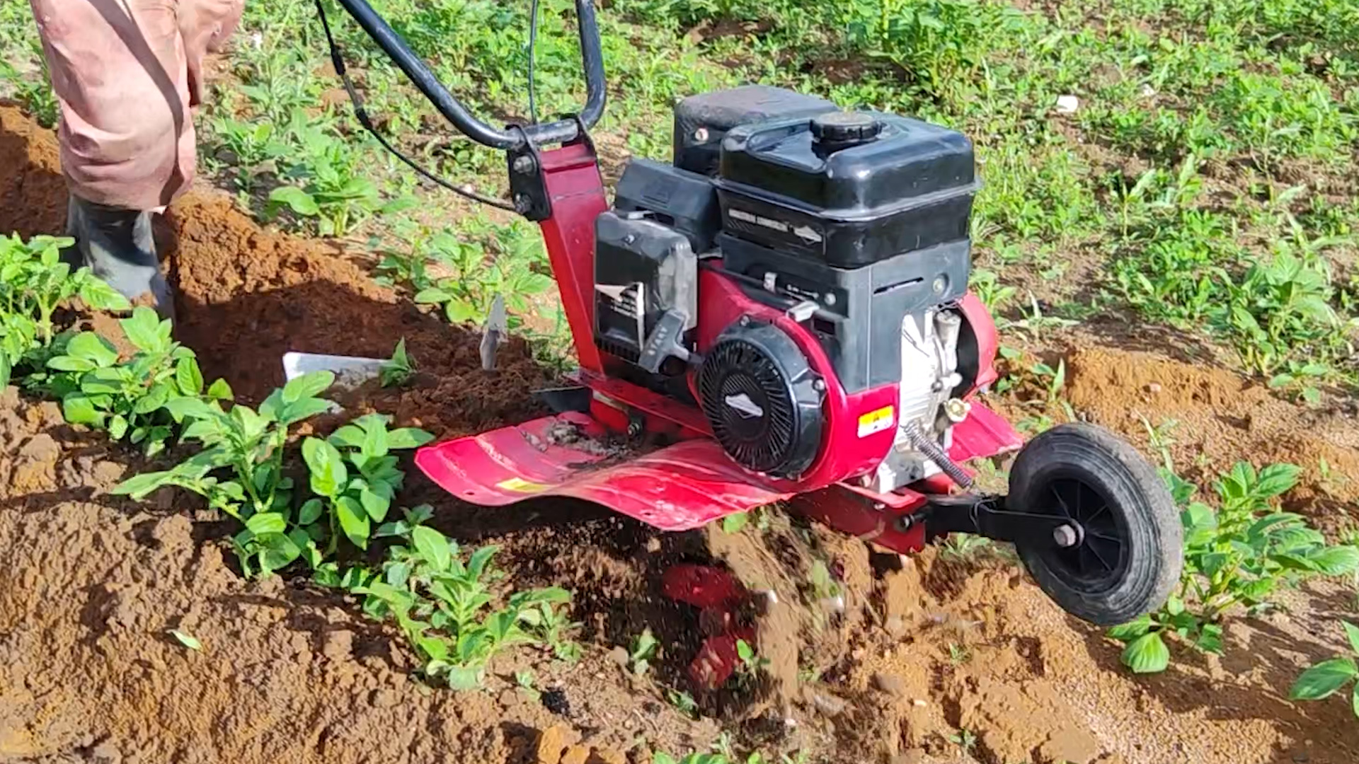Первое окучивание картошки. Окучивание картофеля мотоблоком. Мотоблок Pubert promo65BC смотреть онлайн