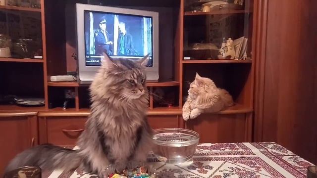 Мейн Кун: почему котикам нельзя сладкое - разговариваем про сахарный диабет у кошек. Приколы. смотреть онлайн