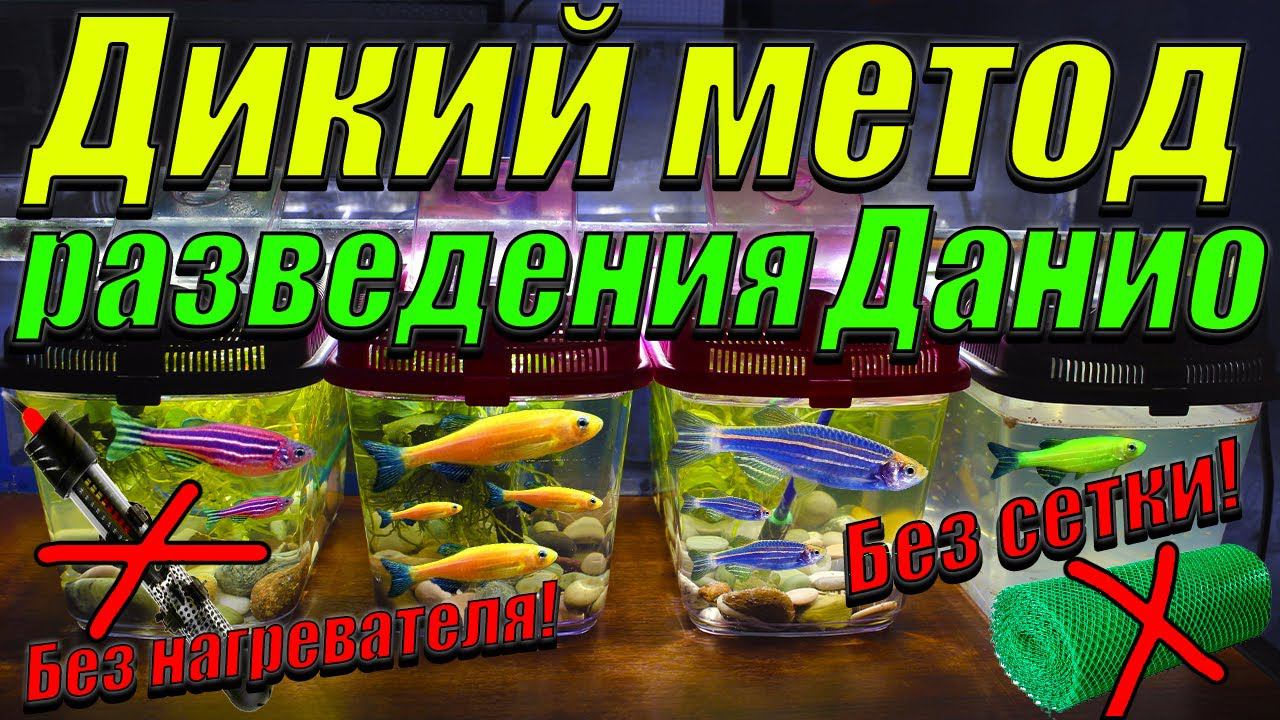 Разведение данио без сетки и нагревателя! [Дикий метод разведения данио] смотреть онлайн