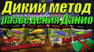 Разведение данио без сетки и нагревателя! [Дикий метод разведения данио]