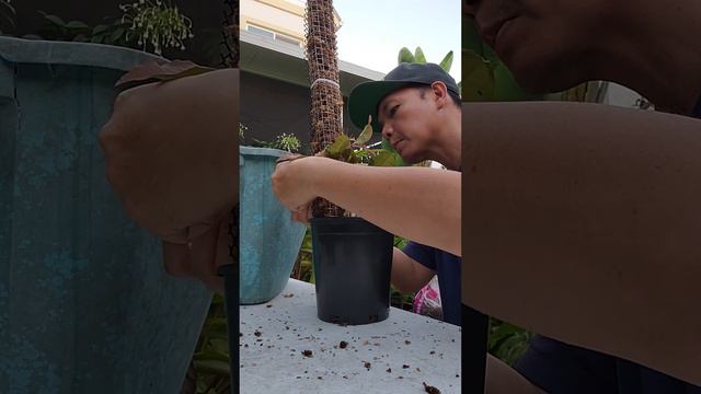 Syngonium Podophyllum 