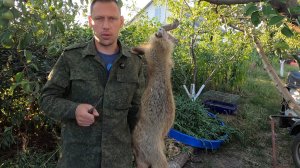 Охота на Сурка "как правильно разделать зверя"