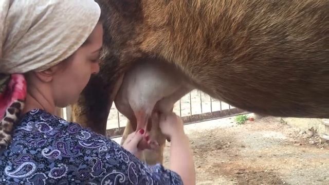 Видео урок 'Как доить корову' ? смотреть онлайн