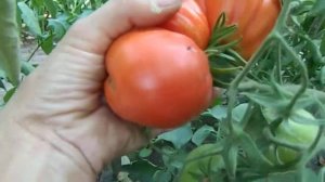 Томат Альбенга. Созревание плодов.