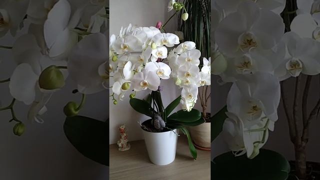Королевская орхидея (фаленопсис) смотреть онлайн