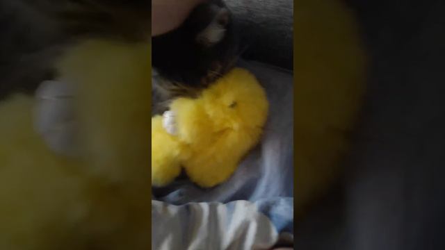 Кот нюхает кролика смотреть онлайн