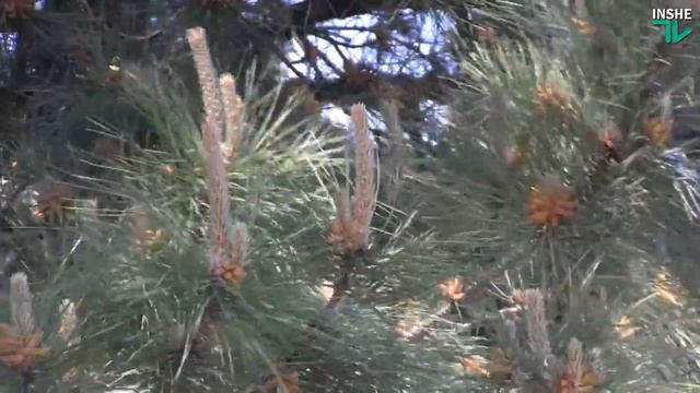 Цветение сосны смотреть онлайн