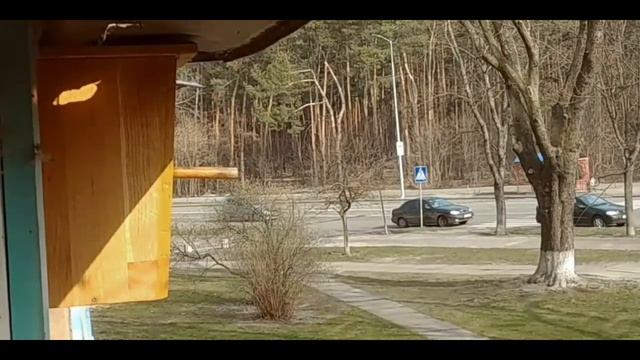 СКВОРЕЦ - уборка скворечника (28. 03 2020) смотреть онлайн