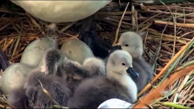Посмотри кого в одиночку растит этот САМЕЦ Лебедя! Просто НЕВЕРОЯТНО смотреть онлайн