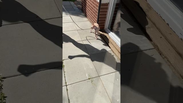 Лысый, гуляет)))