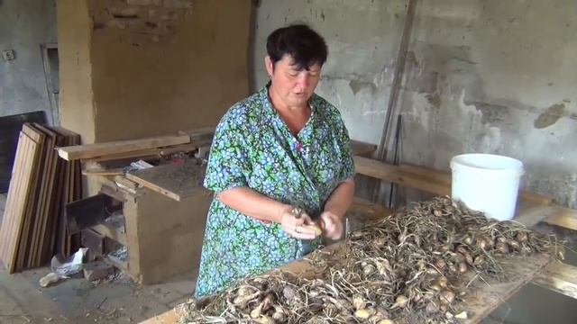 Лук Шалот агротехника-полный цикл от посадки до хранения