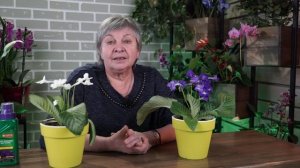 Стрептокарпус уход в Домашних Условиях ✔️